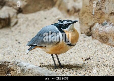 Plover egiziano, Pluvianus aegyptius conosciuto anche come l'uccello coccodrillo Foto Stock