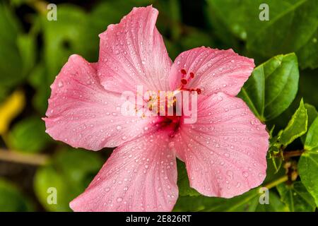 Un closeup di un ibisco rosa tropicale coperto di gocce d'acqua dopo una pioggia a Miami, Florida. Foto Stock