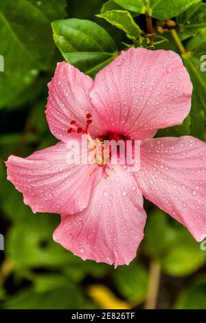 Un closeup di un ibisco rosa tropicale coperto di gocce d'acqua dopo una pioggia a Miami, Florida. Foto Stock