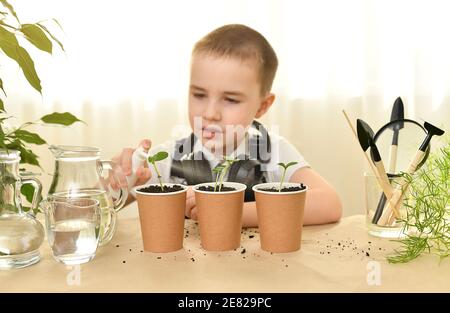 Un bambino attento spruzzi con acqua da un di germogli di cetrioli verdi cresciuti in tazze di carta. Giardinaggio domestico. Cura e coltivazione di piante. Foto Stock