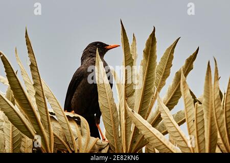 Mirlo cerca cibo su un tetto di paglia. Foto Stock