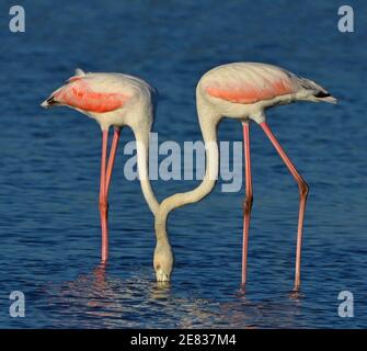 coppia di fenicotteri rosa che si nutrano nell'acqua del lago Foto Stock