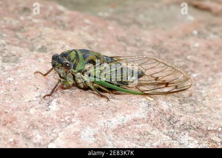 Dog-day Cicada - Neotibicen canicularis 9 settembre 2018 Brandon, South Dakota Foto Stock