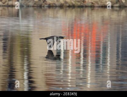 Double-crested Cormorant 14 aprile 2019 Wall Lake, Minnehaha County, South Dakota Foto Stock