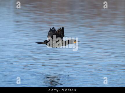 Double-crested Cormorant 14 aprile 2019 Wall Lake, Minnehaha County, South Dakota Foto Stock