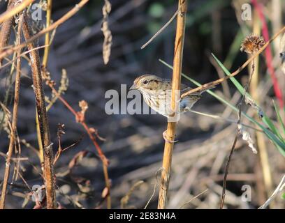 Lincoln's Sparrow 7 ottobre 2017 Minnehaha County, South Dakota Foto Stock