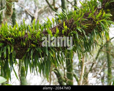 Assomiglia ad un ramo peloso, peloso, una vite verde che sembra piume che si è fissata saldamente avvolgendosi intorno al ramo dell'albero Foto Stock