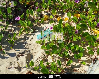 Quello lasciato alle spalle, un solo perizoma tra i fiori di Glory del mattino sulla spiaggia di sabbia, estate, Australia Foto Stock