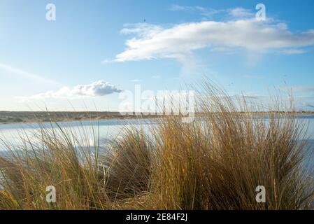 Dune di recente formazione con vegetazione sulla spiaggia di Zandmotor a Monster, Olanda Foto Stock