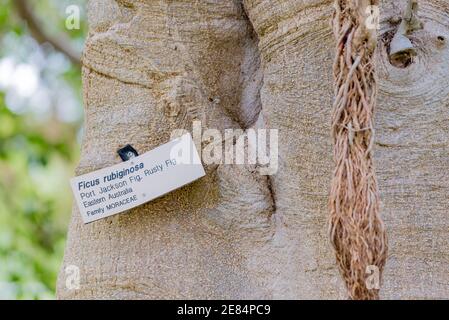 Un primo piano delle radici del tronco e dell'aria di un albero maturo di San Jackson (Ficus rubiginosa) nei Royal Botanic Gardens, Sydney, Australia Foto Stock