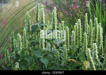 Menta coreana bianca e verde (Agastache rugosa) Fiorisce l'alabastro in un giardino nel mese di agosto Foto Stock