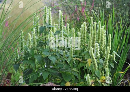 Menta coreana bianca e verde (Agastache rugosa) Fiorisce l'alabastro in un giardino nel mese di agosto Foto Stock