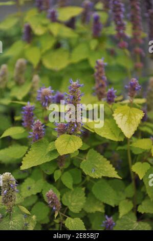 Menta coreana (Agastache rugosa) Giubileo d'oro con foglie gialle fiorire in un giardino dentro Settembre Foto Stock