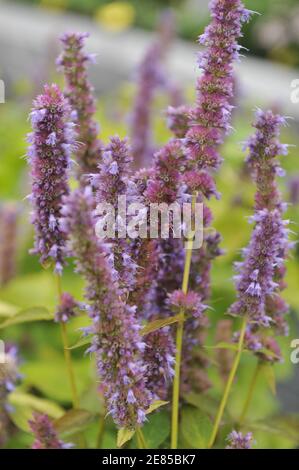 Menta coreana (Agastache rugosa) Giubileo d'oro con foglie gialle fiorire in un giardino dentro Settembre Foto Stock