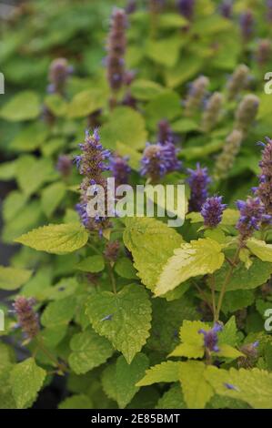 Menta coreana (Agastache rugosa) Giubileo d'oro con foglie gialle fiorire in un giardino dentro Settembre Foto Stock