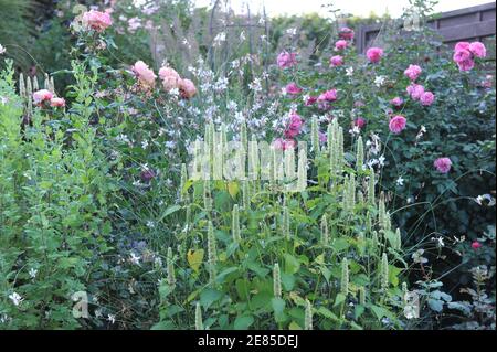 Menta coreana bianca e verde (Agastache rugosa) Fioriture di alabastro in un giardino nel mese di ottobre con Gaura lindheimerii e rose in background Foto Stock