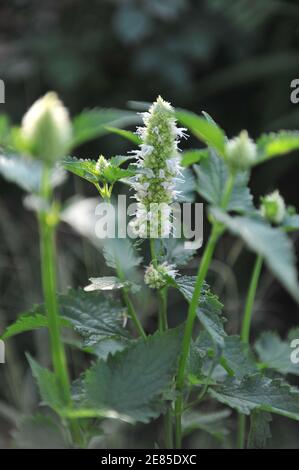 Menta coreana bianca e verde (Agastache rugosa) Fiorisce l'alabastro in un giardino nel mese di luglio Foto Stock