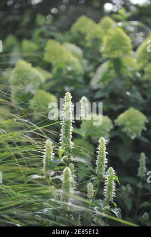 Menta coreana bianca e verde (Agastache rugosa) Fioriture di alabastro in un giardino nel mese di agosto con sfondo di Fioritura Hydrangea paniculata limelight Foto Stock