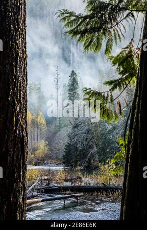 Foresta lungo il fiume Skokomish, Staircase Rapids area del Parco Nazionale Olimpico, Washington, Stati Uniti.