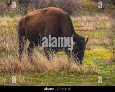 Bison in Honey Flat Campground, Texas state Bison Herd, Caprock Canyons state Park, Quitaque, Texas. Foto Stock