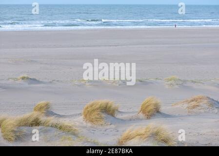 Dune di recente formazione con vegetazione sulla spiaggia di Zandmotor a Monster, Olanda Foto Stock