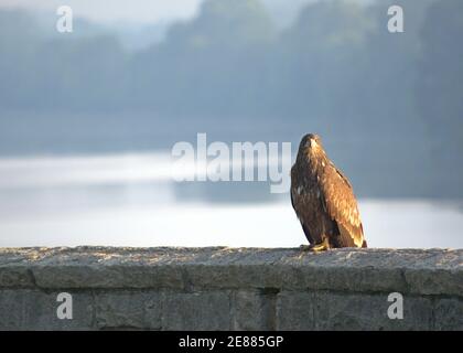 American Bald Eagle giovanile appollaiato su un muro di pietra. Foto Stock