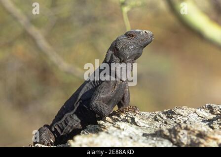 Chuckwalla comune (Sauromalus ater) Foto Stock