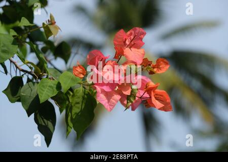 Indonesia Bali Pekutatan - Bougainvillea fiori rossi Foto Stock