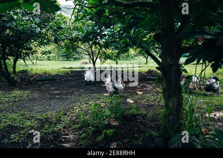 La Turchia selvaggia, Meleagris gallopavo, risponde a una chiamata turca in una foresta di latifoglie orientale, hawaii Foto Stock