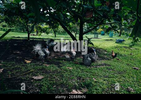 La Turchia selvaggia, Meleagris gallopavo, risponde a una chiamata turca in una foresta di latifoglie orientale, hawaii Foto Stock