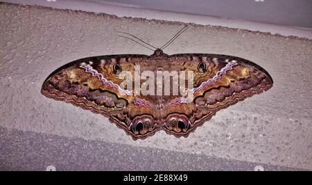 Black Witch Moth (Ascalapha odorata) che si stagliano su un muro di notte a Houston, Texas. La più grande falena di Owlet negli Stati Uniti. Foto Stock