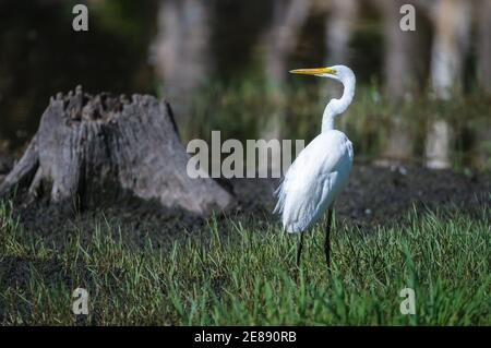 Intermediate Egret si erge, elegantemente, in un piumaggio di allevamento in un fondale di canna poco profondo accanto ad un vecchio ceppo di alberi in paludi a Cairns, Australia. Foto Stock