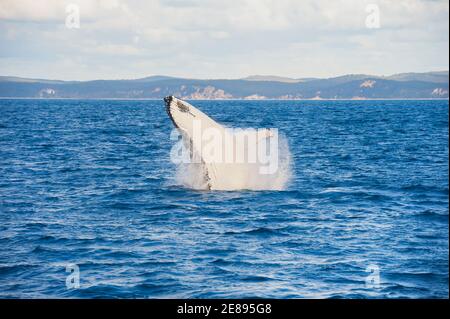 Humpback Whale (Megaptera novaeangliae) violare, Hervey Bay, Queensland, Australia Foto Stock