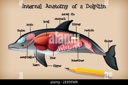 Anatomia interna di un'illustrazione Dolphin Illustrazione Vettoriale