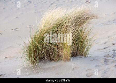 Dune di recente formazione con vegetazione sulla spiaggia di Zandmotor a Monster, Olanda Foto Stock