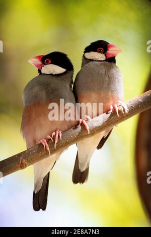 Una coppia di sparrows di Java (Padda oryzivora), anche conosciuto come finch di Java, passero di riso di Java o uccello di riso di Java in Lahaina, Maui, Hawaii Foto Stock