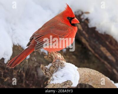 Cardinale del Nord seduto su una filiale in inverno, Quebec, Canada Foto Stock