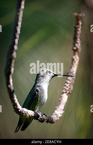 Il colibrì di Anna (Calypte anna) a Palo alto, California Foto Stock