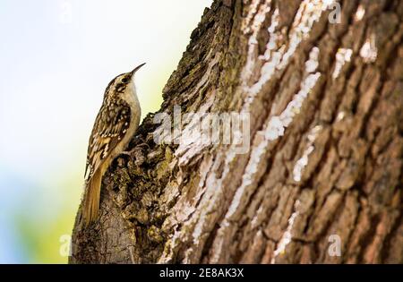 Un Brown Creeper (Certhia americana) a Palo alto, California Foto Stock