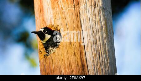 Un Acorn Woodpecker (Melanerpes formicivorus) in un palo telefonico ad Atherton in California Foto Stock