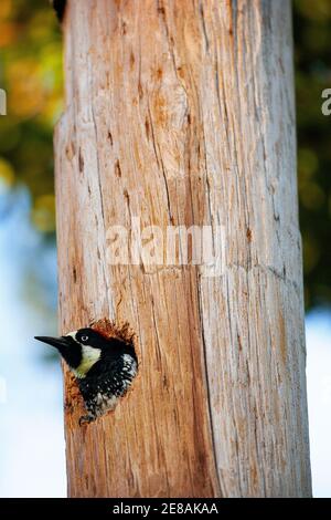Un Acorn Woodpecker (Melanerpes formicivorus) in un palo telefonico ad Atherton in California Foto Stock