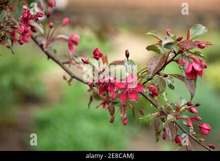 Blooming paradise melo boccioli. Meraviglioso sfondo naturale con fiori di colore rosa su un ramo. Foto Stock