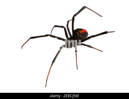 Red Back Spider (wido nero) isolato su sfondo bianco Foto Stock