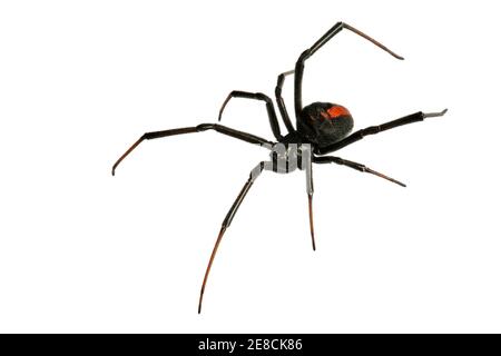 Red Back Spider (wido nero) isolato su sfondo bianco Foto Stock