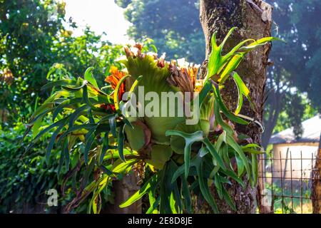 Staghorn Fern, plycerium bifurcatum, cresce su un albero a El Higuerito, Repubblica Dominicana. Foto Stock