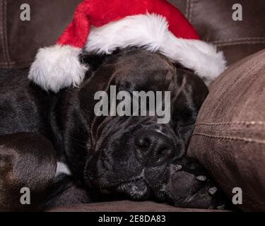 Grande cane nero che dorme su un divano con un babbo natale cappello sulla testa Foto Stock