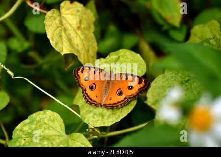 Farfalla pansy di pavone riposante su foglia di passiflora selvatica Foto Stock