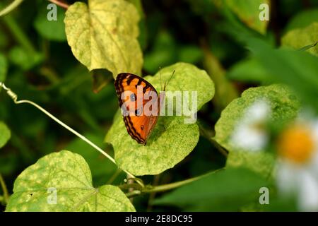 Farfalla pansy di pavone riposante su foglia di passiflora selvatica Foto Stock