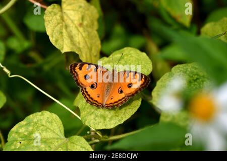 Farfalla pansy di pavone riposante su foglia di passiflora selvatica Foto Stock