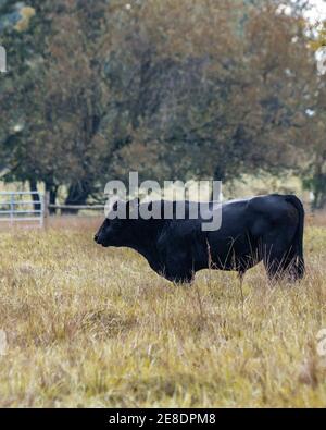 Immagine verticale di un toro Angus nero in piedi in un pascolo autunnale. Foto Stock